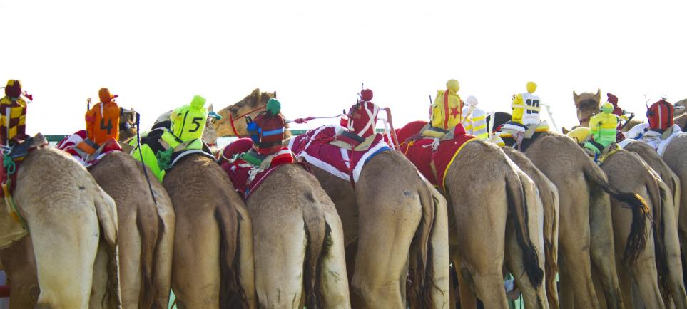 В Астрахани в субботу пройдут верблюжьи бега