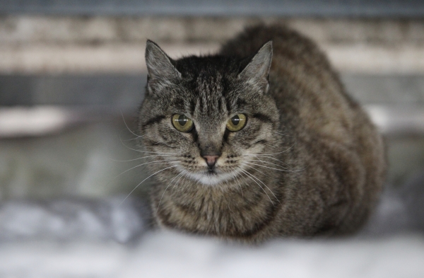  ������������ ������ �������� ��� ������������� ����� 