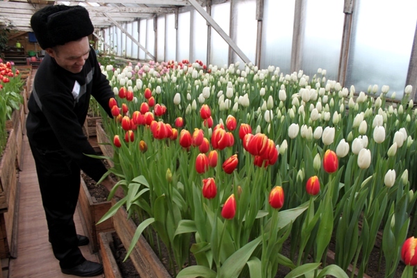 В сыктывкарской колонии к празднику вырастили 10000 тюльпанов