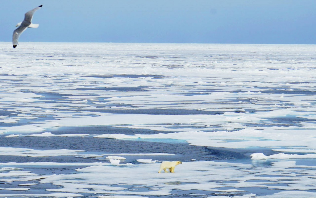 Первый медведь на горизонте.JPG Первый медведь на горизонте.JPG