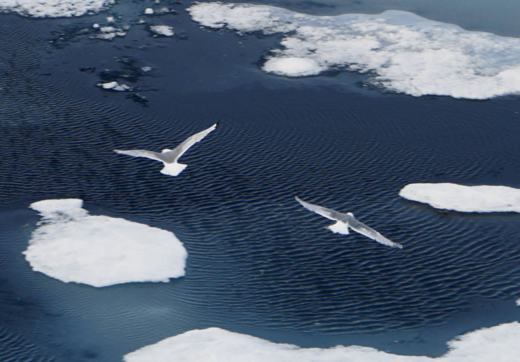 Чайки над океаном.JPG Чайки над океаном.JPG